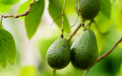 Lessons Learned from the Mission Produce ERP Software Implementation Failure